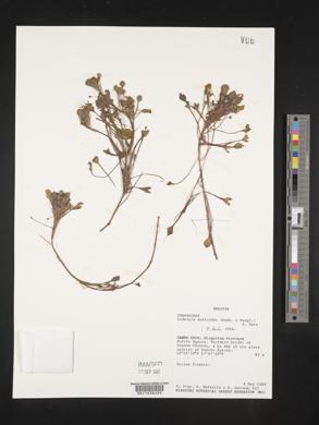 Ludwigia sedoides image