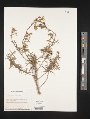 Ludwigia sericea image