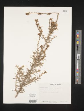 Ludwigia sericea image