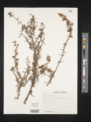 Ludwigia sericea image