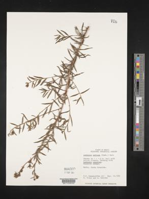 Ludwigia sericea image