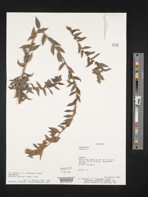 Ludwigia sericea image