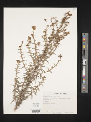 Ludwigia sericea image