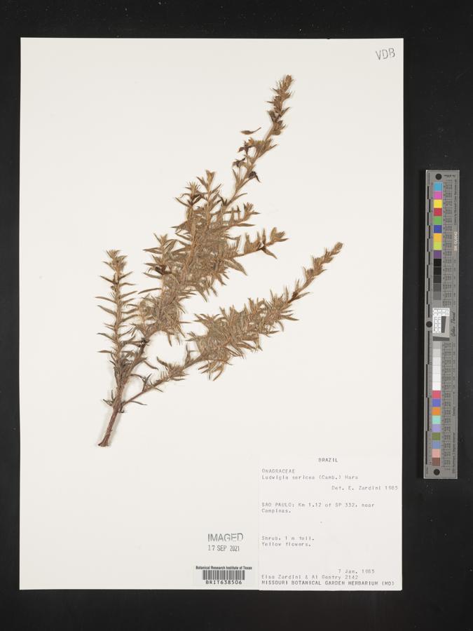 Ludwigia sericea image