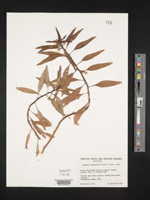 Ludwigia adscendens subsp. diffusa image