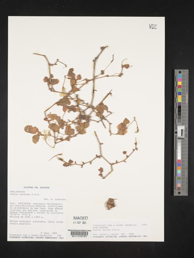 Oxalis mollis image