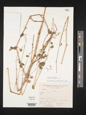 Oxalis lotoides image