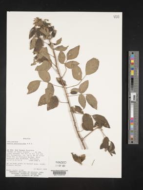 Oxalis psoraleoides image