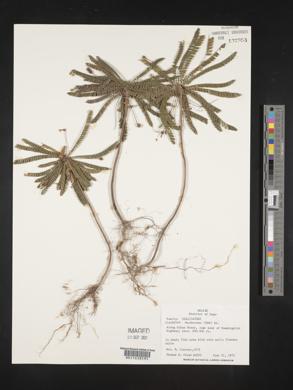 Biophytum dendroides image