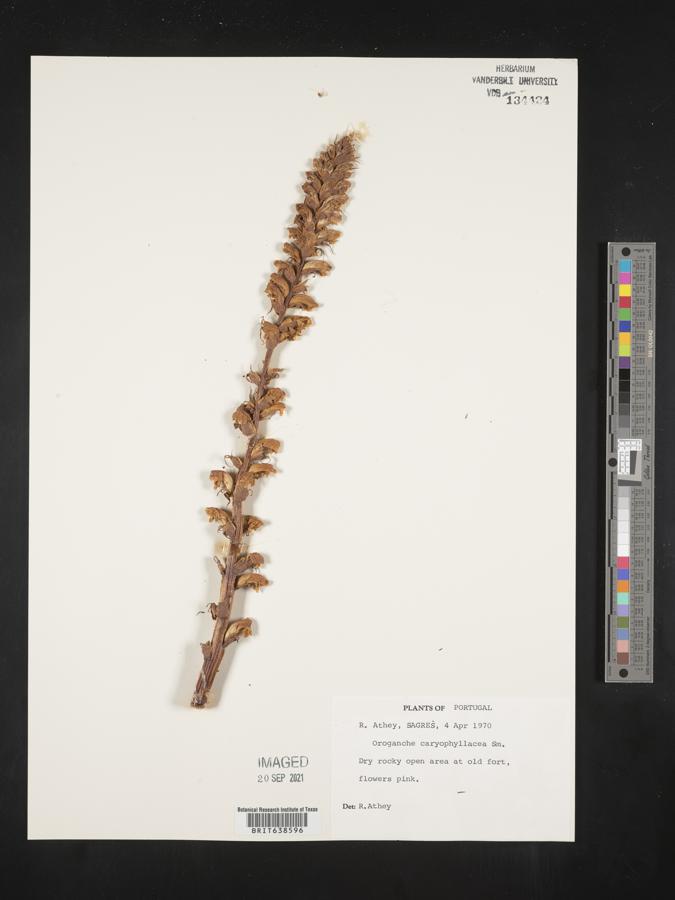 Orobanche caryophyllacea image