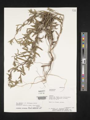 Oenothera indecora image