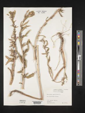 Oenothera parviflora image