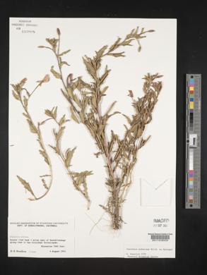 Oenothera pubescens image