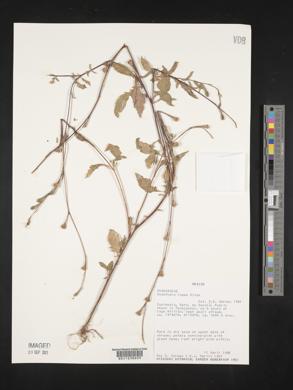 Oenothera rosea image