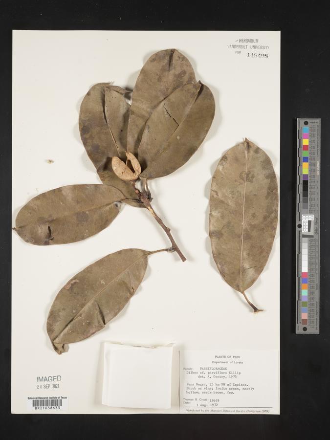 Dilkea acuminata image