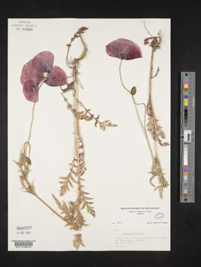 Papaver rhoeas image