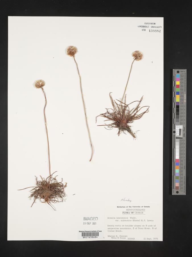 Armeria labradorica var. submutica image