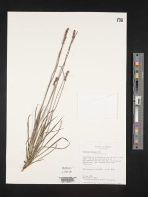 Plantago linearis image