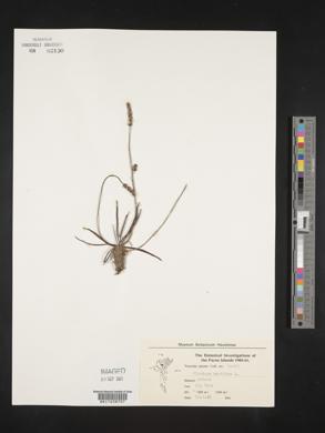 Plantago maritima image