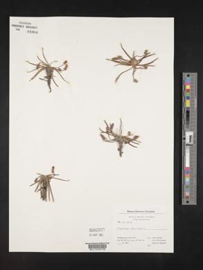 Plantago maritima image