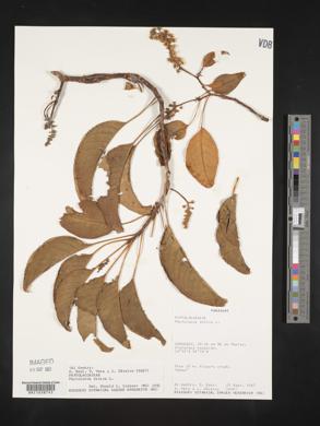 Phytolacca dioica image