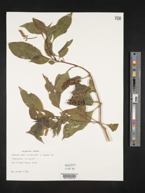 Phytolacca icosandra image