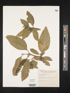 Phytolacca icosandra image