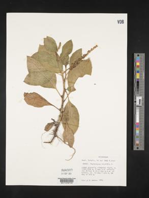 Phytolacca icosandra image