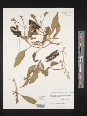 Phytolacca icosandra image