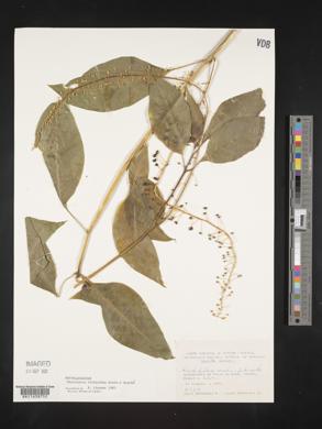 Phytolacca rivinoides image