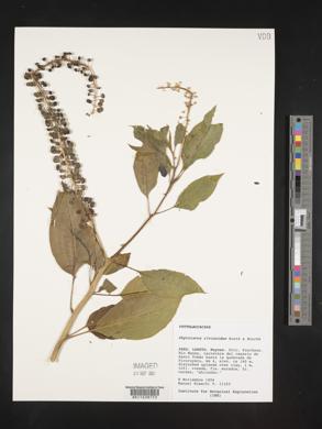 Phytolacca rivinoides image