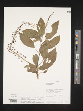 Phytolacca rivinoides image