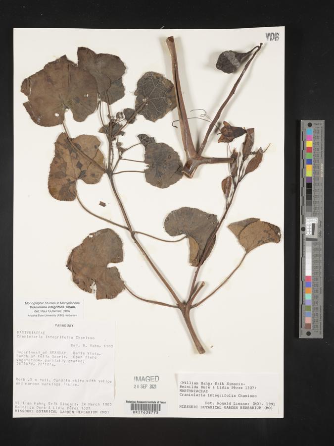 Craniolaria integrifolia image