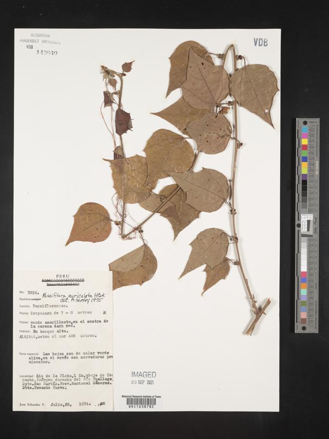 Passiflora auriculata image