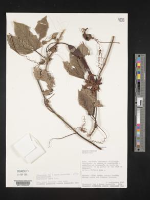 Passiflora mixta image