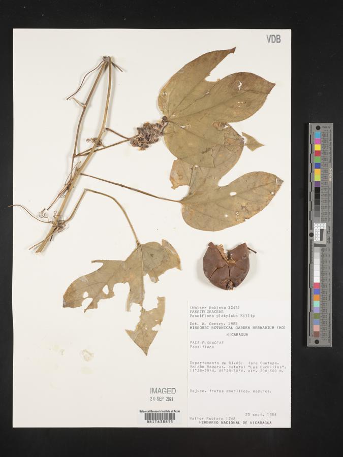 Passiflora platyloba image
