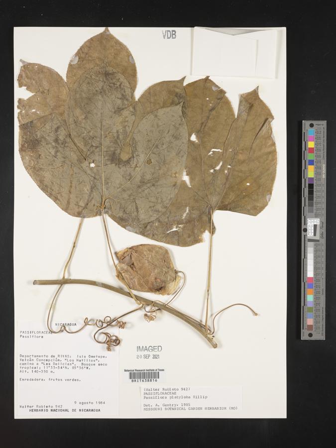Passiflora platyloba image