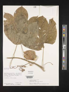 Passiflora platyloba image