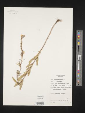 Oenothera perennis image