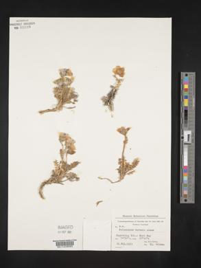 Polemonium boreale image