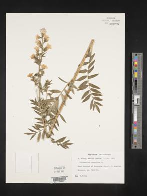 Polemonium caeruleum image