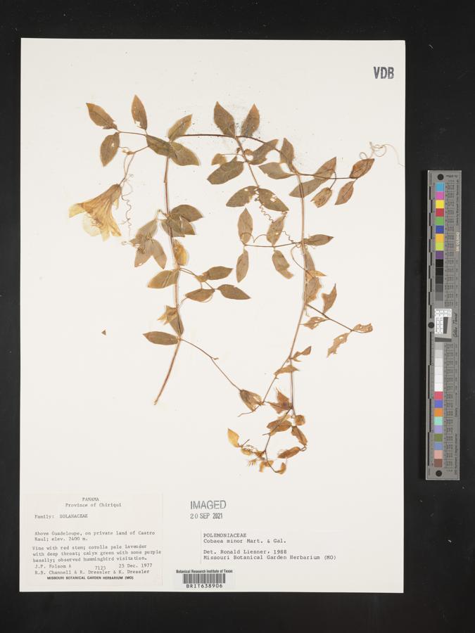 Cobaea minor image