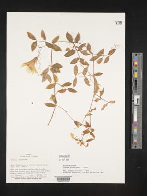 Image of Cobaea minor
