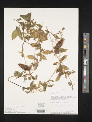 Cobaea lutea image