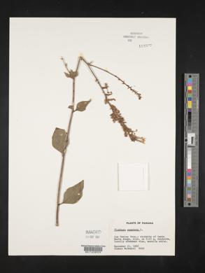 Plumbago zeylanica image