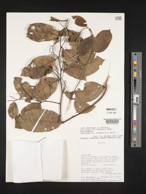 Image of Securidaca calophylla