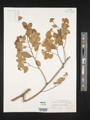 Image of Securidaca lanceolata