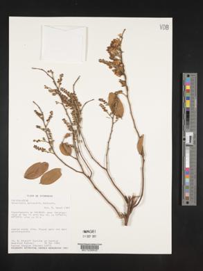 Securidaca sylvestris image
