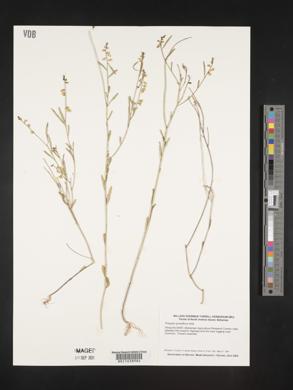 Asemeia grandiflora image