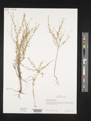 Polygala paniculata image